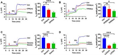 Ca2+-Permeable Channels/Ca2+ Signaling in the Regulation of Ileal Na+/Gln Co-Transport in Mice